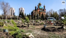 В Павлодаре взамен срубленных деревьев высадят саженцы аналогичных пород