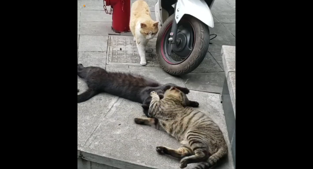 Кот застал свою кошку с любовником  