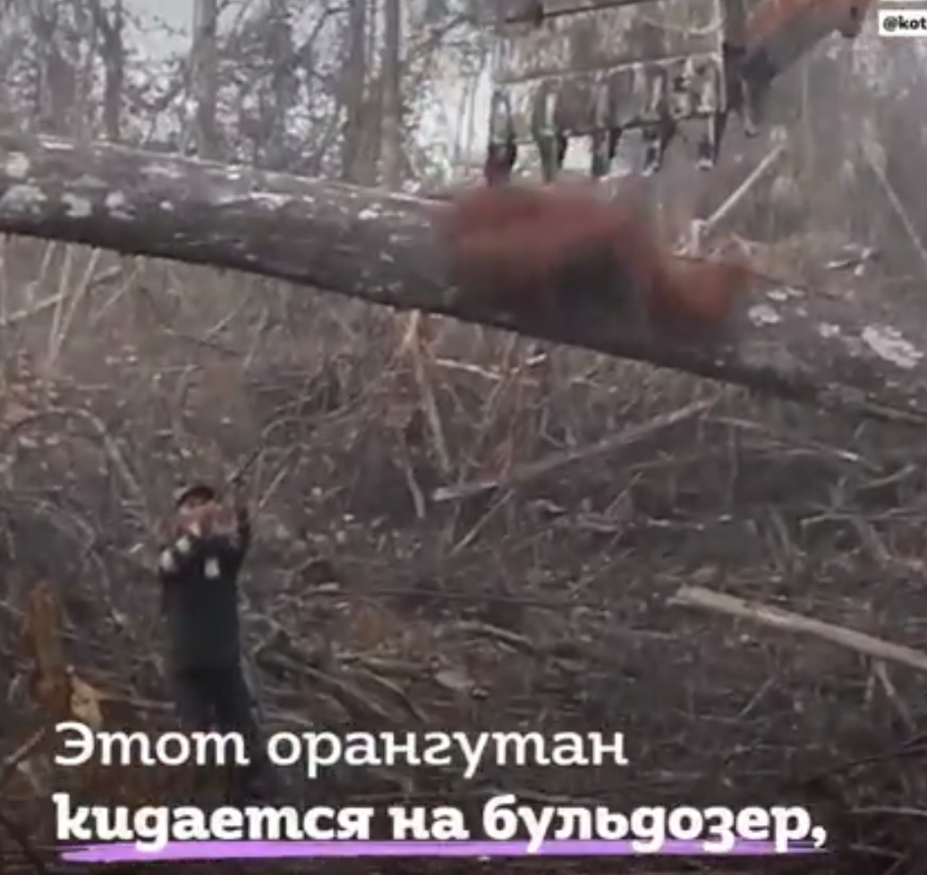 Отчаянный орангутан пытается спасти свой дом, но перед человеком он бессилен