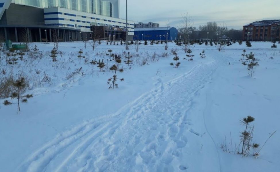 Павлодарцы не хотят 99 тысяч прутиков