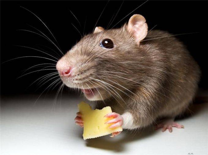 Как травят мышей?