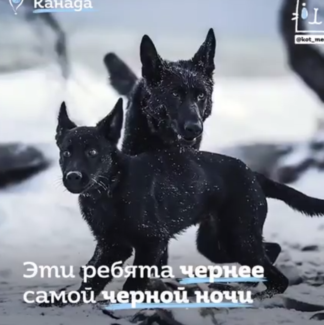 В доме канадки Моники живут два служебных пса и кот, которых объединяет цвет