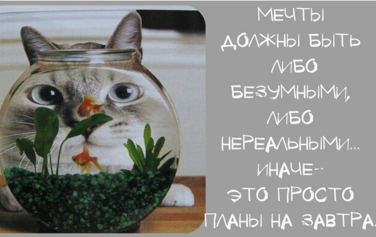 ПОХИТИТЕЛИ МЕЧТЫ