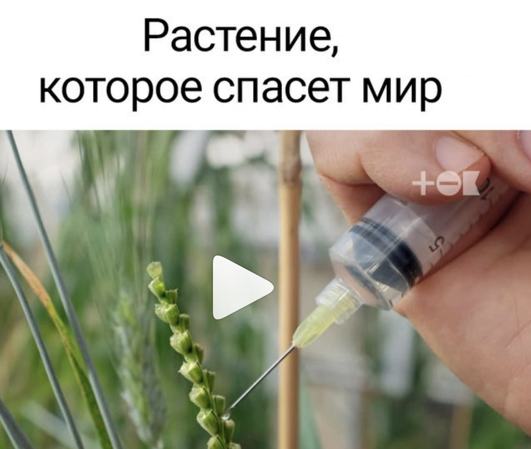 Встречайте Кернзу  растение, которое может спасти экологию Земли