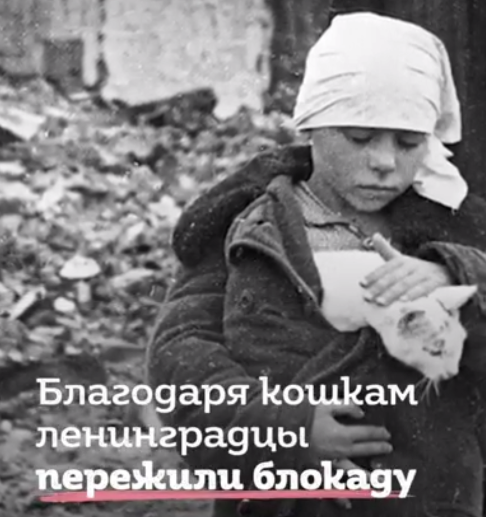 В самые тяжелые дни войны кошки помогли людям выжить
