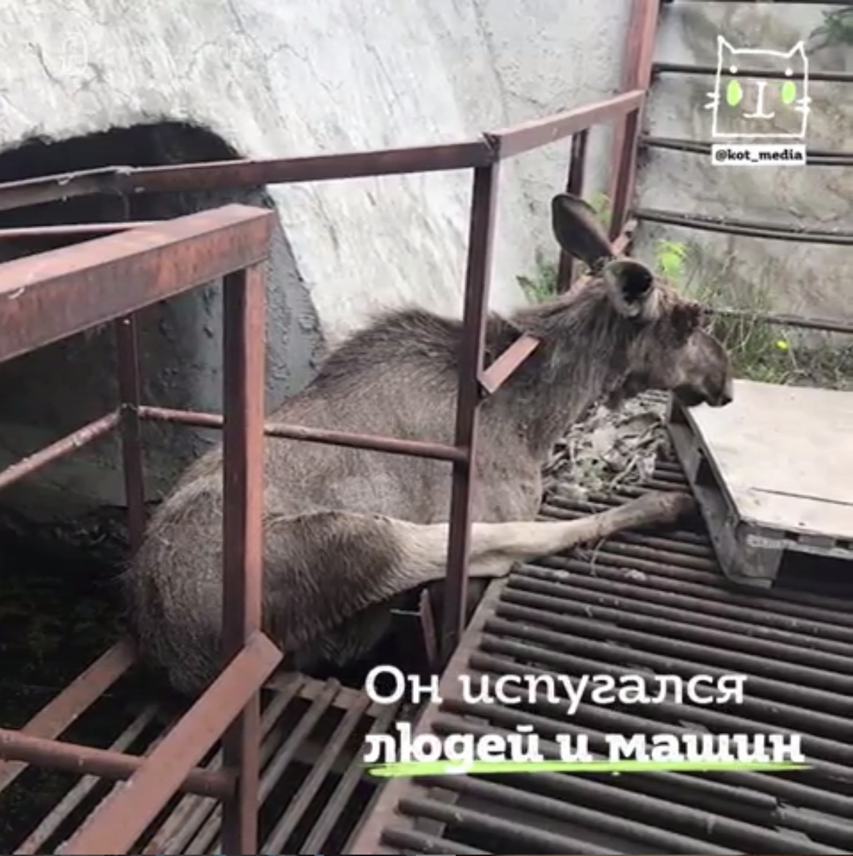 Челябинцы спасли лося