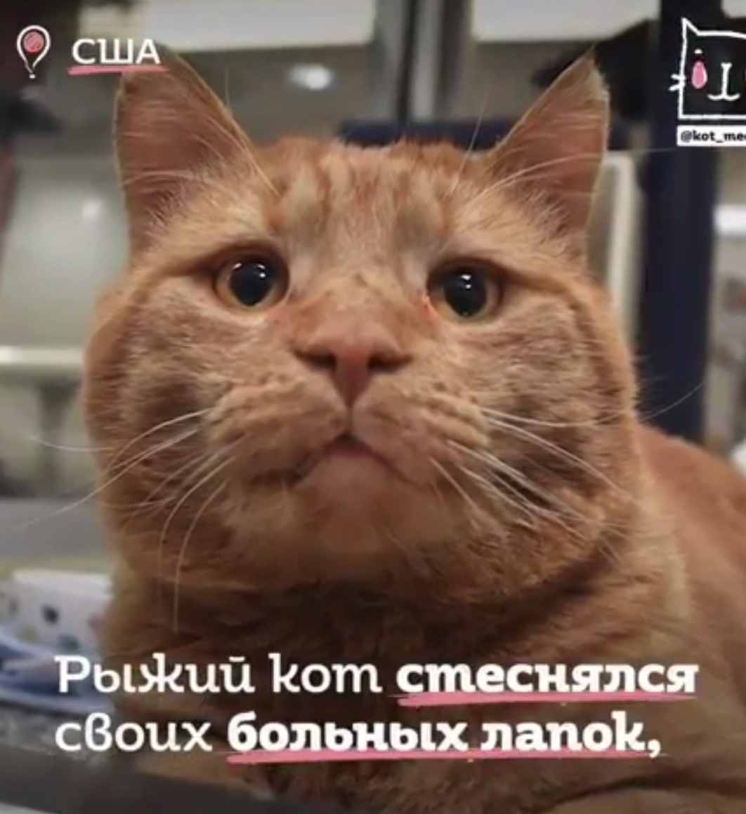 Кот стеснялся своих лапок