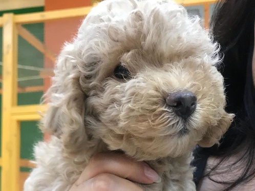 Девочка из Нур-Султана уговорила маму забрать щеночка из зоопарка, набрав 250.000 лайков