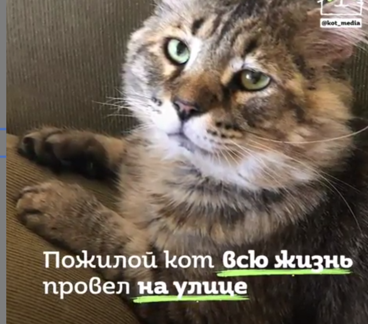 Бродячий кот стал отцом для сироток