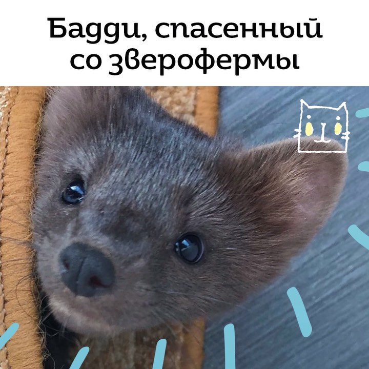 Бадди спасенный со зверофермы