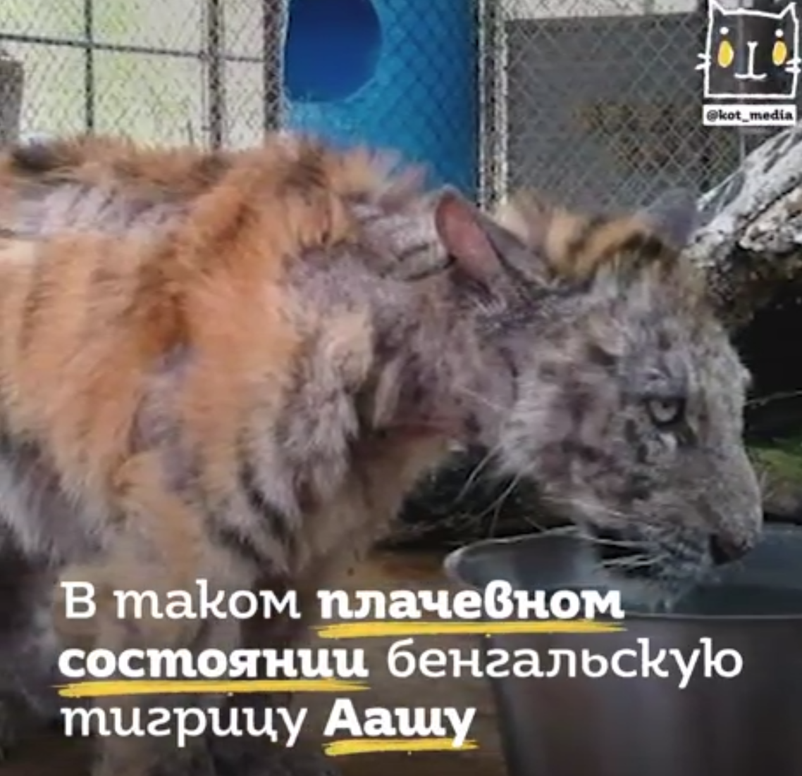 Спасенный тигренок Ааша