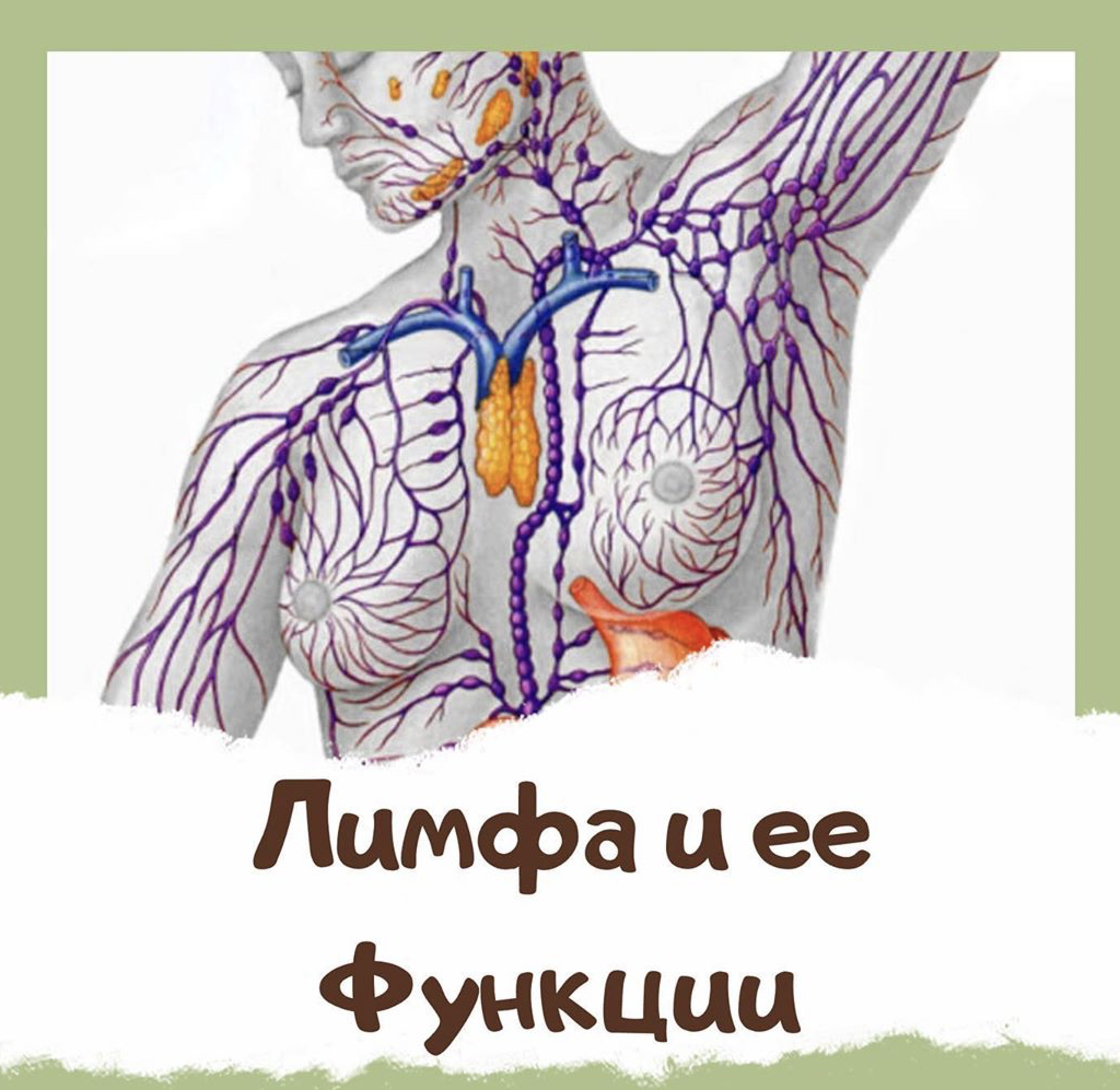 ЛИМФА И ЕЁ ФУНКЦИИ