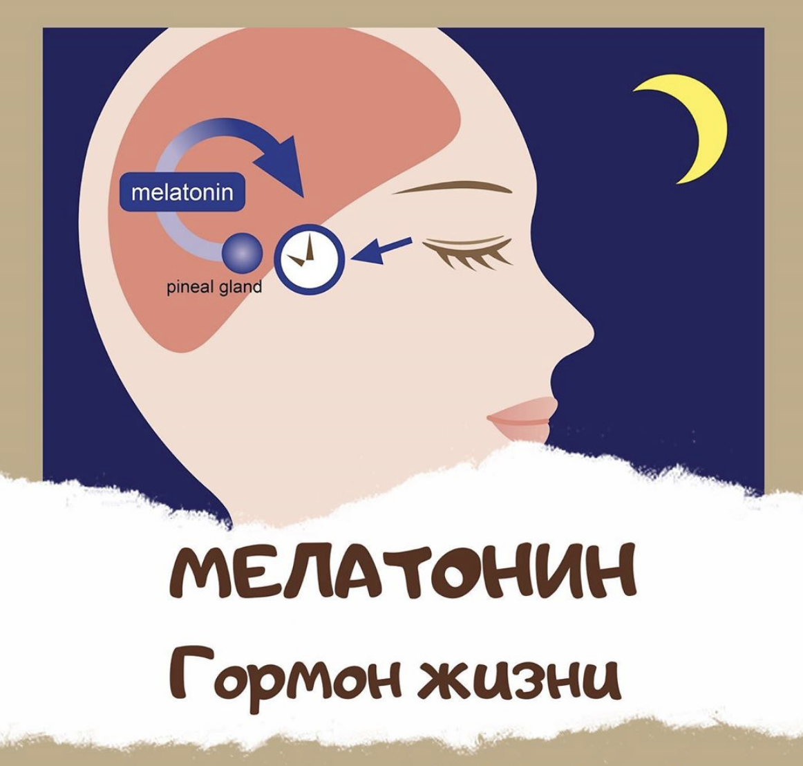 Святой гормон мелатонин.