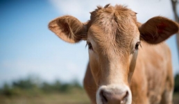 Навоза на ферме нет! в Павлодарской области отходы превращают в удобрение