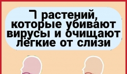 7 растений, которые убивают вирусы и очищают легкие от слизи