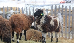 Бесхозный скот стал объектом воровства в Павлодарской области