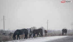В Павлодарской области наказали владельцев бродивших рядом с трассой лошадей