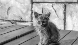 «Ко мне, Муткен»: как в Павлодаре спасают животных без ошейников