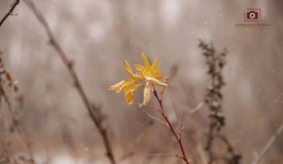 Небольшие осадки ожидаются 5 ноября в Павлодарской области