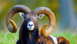 Архары в Павлодарской области стали меньше стрессовать