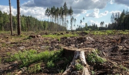 Чем грозит незаконная вырубка леса, напомнили павлодарцам