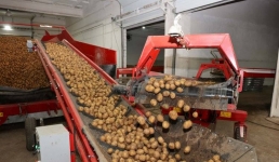 Каждая четвертая казахстанская картошка – родом из Павлодарской области