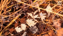 Дождь ожидают в Павлодарской области 17 ноября