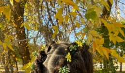 Павлодарки обошли визажисток других стран с фейри-макияжем