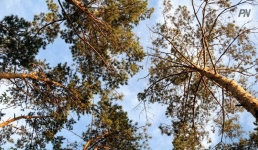 Лесники Павлодарской области наберут шишек