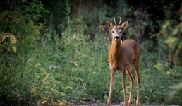 Павлодарские лесники засняли косуль на закате