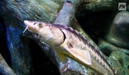 В Павлодарской области планируют разводить осетров