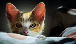 Павлодарские волонтеры просят помощи