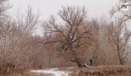 Туман и гололёд: погода в Павлодарской области 30 ноября