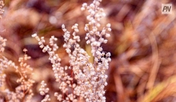 Начало декабря в Павлодарской области будет теплым