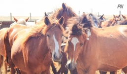 Павлодарский «Атамекен» обучил животноводов бизнесу