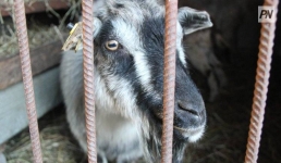 В Павлодарской области скот перевозили не по правилам