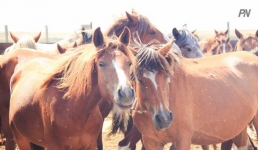 Потерявшийся табун лошадей нашли павлодарские полицейские