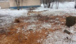 Более 400 фактов незаконной продажи елей выявили полицейские