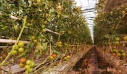 В Павлодарской области обсудили проблемы теплиц