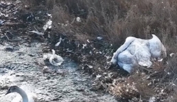 Блогер из Актау откликнулся на призыв о необходимости кормить ослабших лебедей на озере Караколь