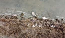 Более 500 мертвых лебедей обнаружено на озере Караколь