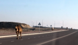 Бродячий скот на дорогах Актау: что делать?