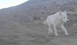 Белый волк попал в объектив фотоловушки в природном заповеднике Мангистау