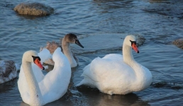 Число погибших лебедей в Мангистау превысило 980 особей