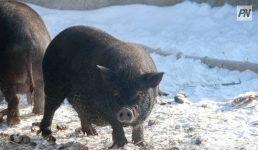 Павлодарская область вошла в топ-3 по производству свинины