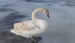 Массовый мор лебедей в Актау: какие меры необходимы для защиты людей от птичьего гриппа