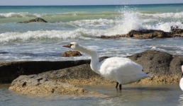 Орнитологи: Нет необходимости заносить лебедя-шипуна в Красную книгу из-за ситуации в Мангистау