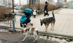 Собак без бирок опасаются жители Актау