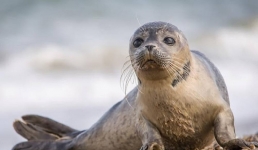 Биологи: Популяция каспийского тюленя в критическом состоянии