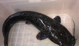 Актауский предприниматель намерен увеличить производство клариевых африканских сомов до 65 тонн в год